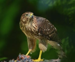 the coopers hawk new jersey