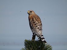 red shouldered hawk new jersey