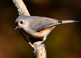 tufted titmouse new jersey