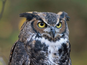 Great-horned_Owl_RWD_at_CRC1