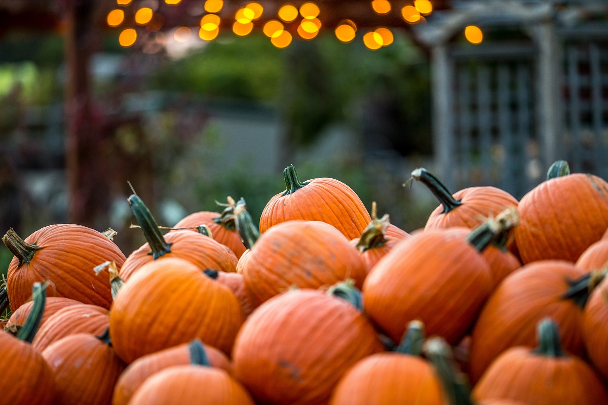 Fall Family Traditions in Freehold NJ – Apple Orchards, Pumpkin Patches, and Hayrides, Oh My!